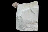 Bargain, Enrolled Paciphacops Trilobite - Oklahoma #68617-2